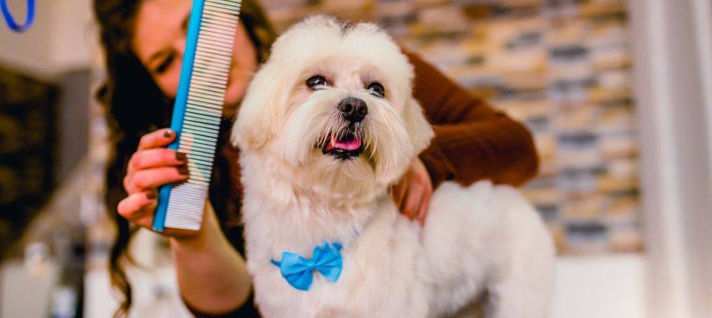 corte de pelo bichon maltes verano - Cómo cortar el pelo de un bichón maltés en verano