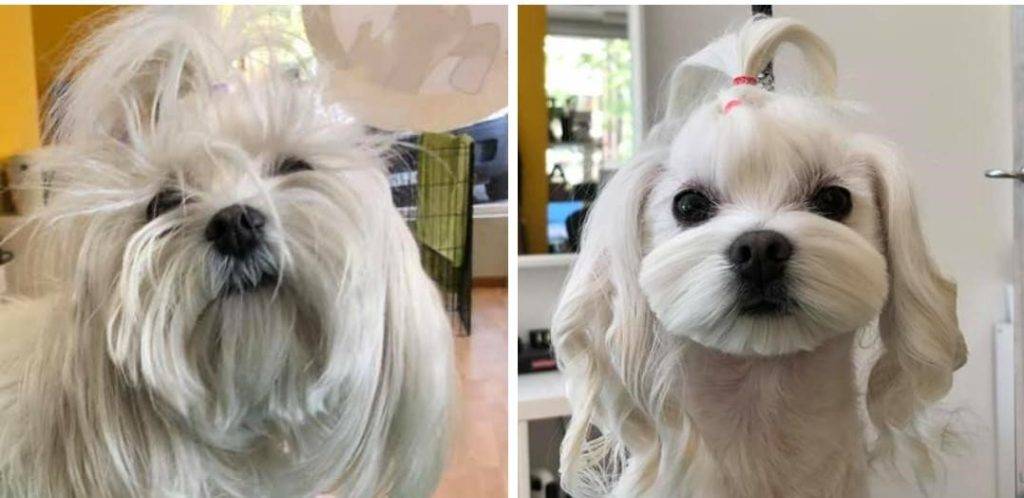 corte de pelo shih tzu - Mejores cortes de pelo para Shih Tzu estilo león