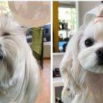 Mejores cortes de pelo para Shih Tzu estilo león