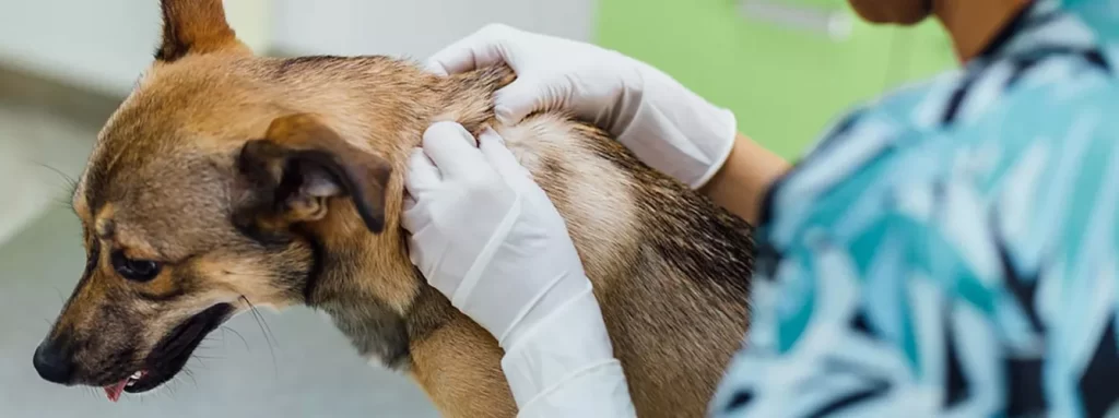 corticoide para perros 1 - Corticoides en perros adultos: tipos, dosis y efectos en ancianos