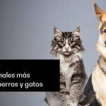 Usos y dosis de prednisona y prednisolona en gatos