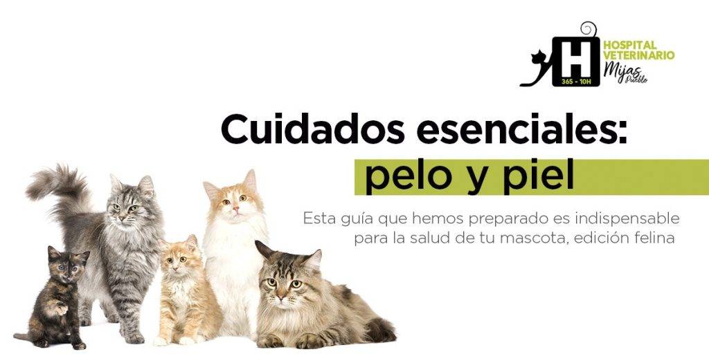 costras en gatos tratamiento casero - Cómo puedo tratar la sarna en gatos de manera natural