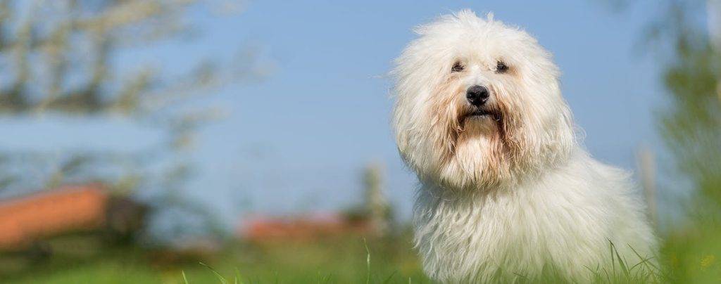 coton de tulear - Qué características distinguen al Perro Coton de Tuléar