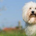 Qué características distinguen al Perro Coton de Tuléar