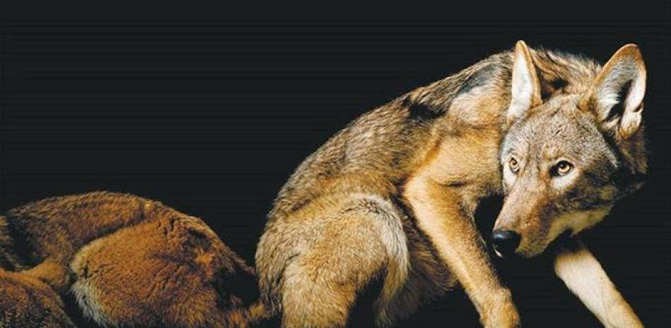 coyolobo 1 - Has oído hablar del coywolf y su fascinante linaje