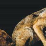 Cuáles son las diferencias entre coyotes y lobos