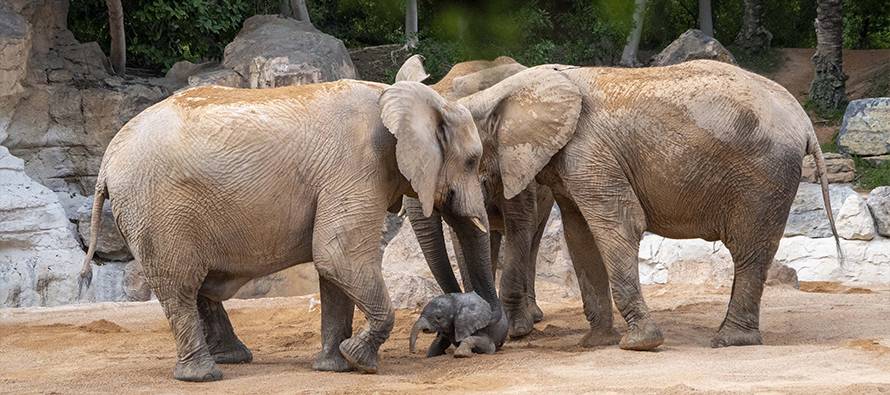 cria de elefante - Cómo se produce el nacimiento de los elefantes en la naturaleza