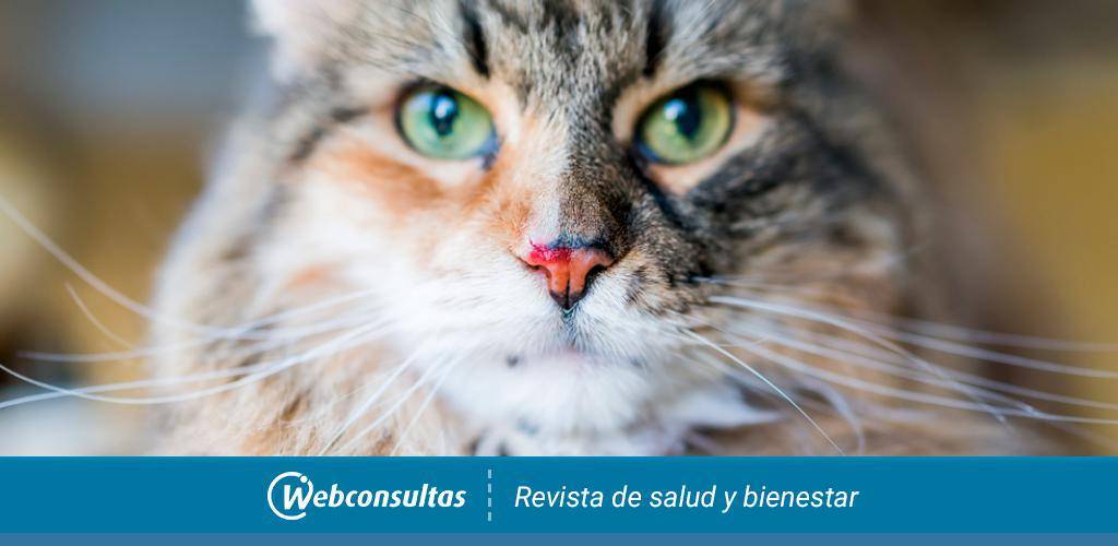 criptococosis gato - Qué causa la criptococosis en gatos y cómo se puede prevenir