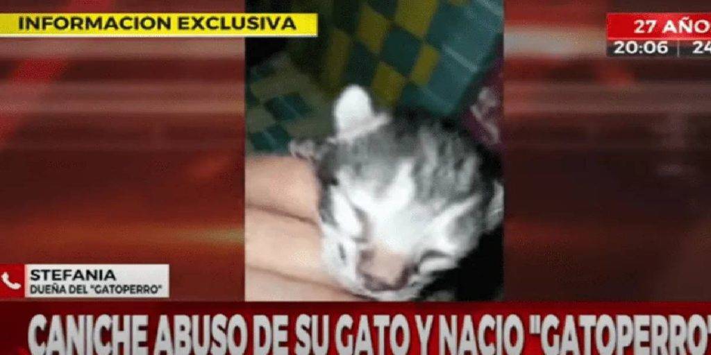 cruce de gato con perro - Cruzar perros y gatos Aquí la verdad sobre esta combinación