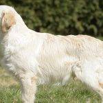 Conoces al Goldador, mezcla de Labrador y Golden Retriever