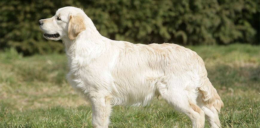 cruce golden con labrador - Conoces al Goldador, mezcla de Labrador y Golden Retriever