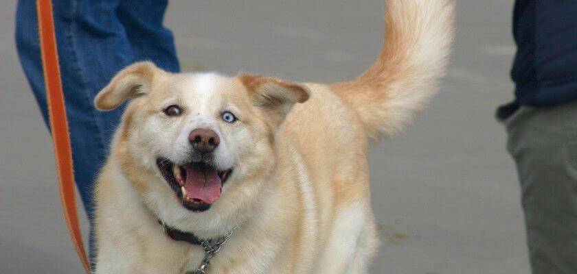 cruce husky con labrador - Cuáles son las características de un perro Labsky