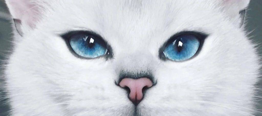 cual es el gato mas bonito del mundo - Cuáles son las razas de gatos más hermosas y cautivadoras