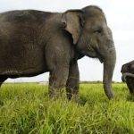 Cuál es la esperanza de vida de un elefante en la naturaleza