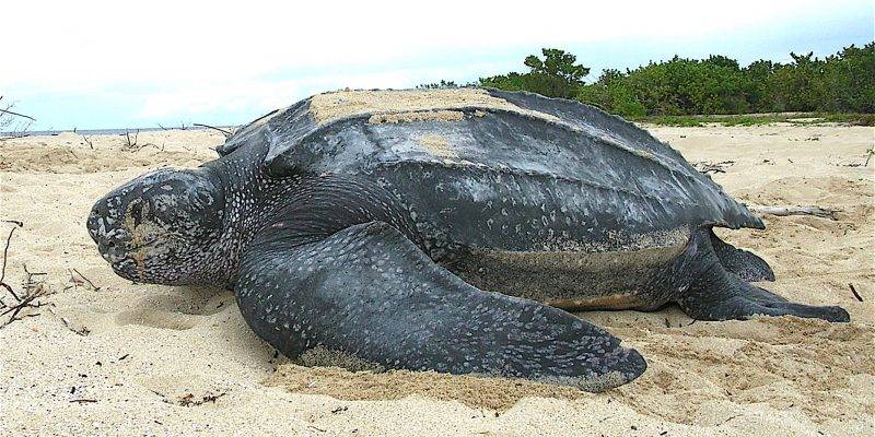 cual es la tortuga mas grande del mundo - Cuál es la especie de tortugas marinas más grande del mundo