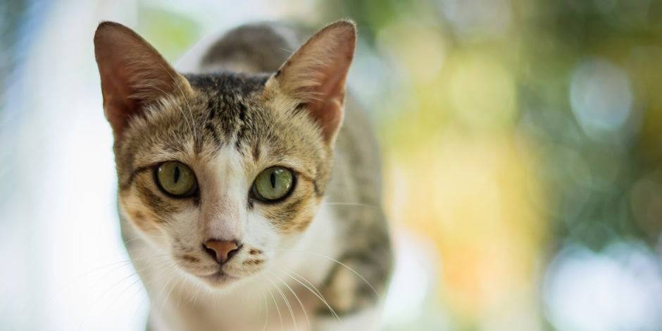 cualidades de los gatos - Las cualidades sorprendentes de los gatos