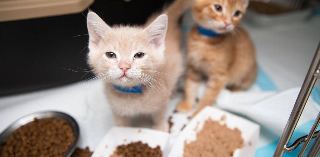 cuando comen solos los gatitos - A qué edad los gatos comienzan a comer solos