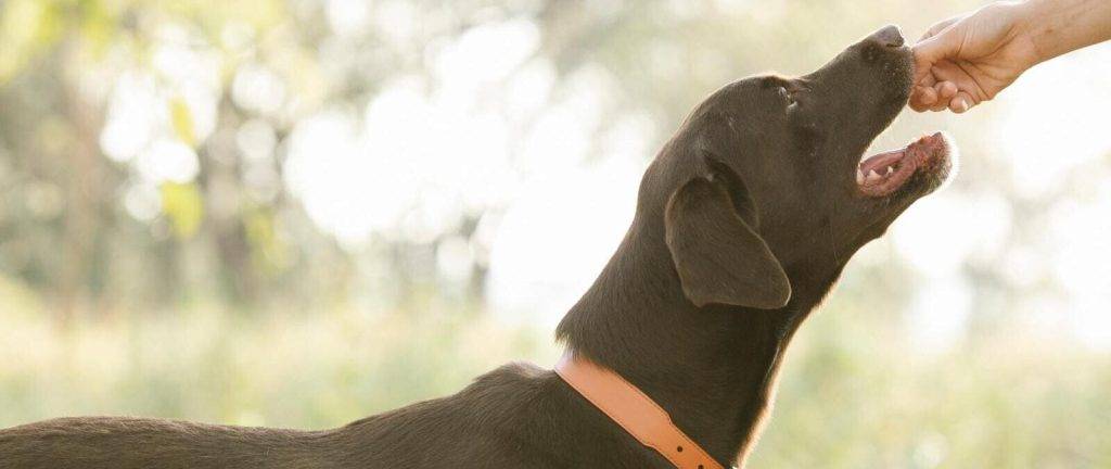 cuando dar de comer a un perro 1 - Cuándo y cuánto alimentar a perros adultos y cachorros