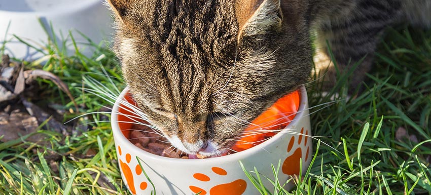 cuando dar pienso de adulto a un gato - Cuándo un gatito debe cambiar a pienso de gato adulto