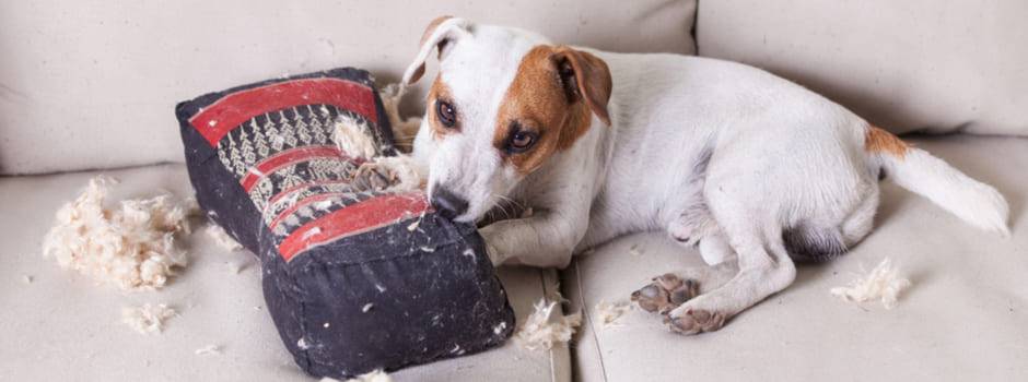 cuando deja de morder un cachorro - A partir de qué edad los cachorros dejan de morderlo todo