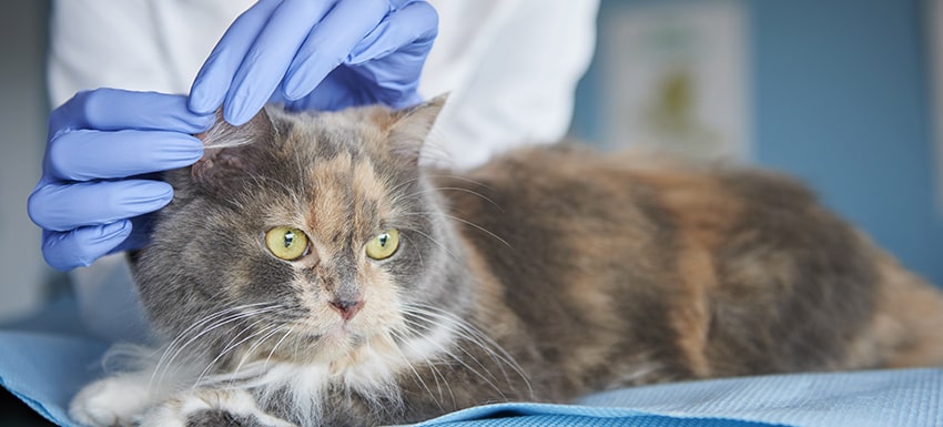 cuando deja de ser contagiosa la tina en gatos - Cómo se puede tratar la tiña en gatos de forma efectiva