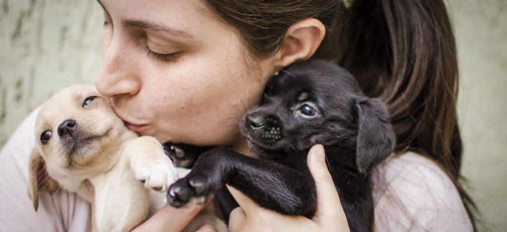 cuando destetar un perro 1 - Cuándo es el momento adecuado para destetar a los cachorros