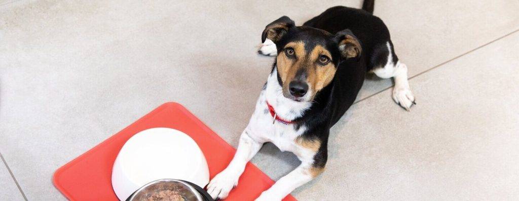 cuando empieza a comer un cachorro - Cuándo los cachorros comienzan a alimentarse por sí mismos