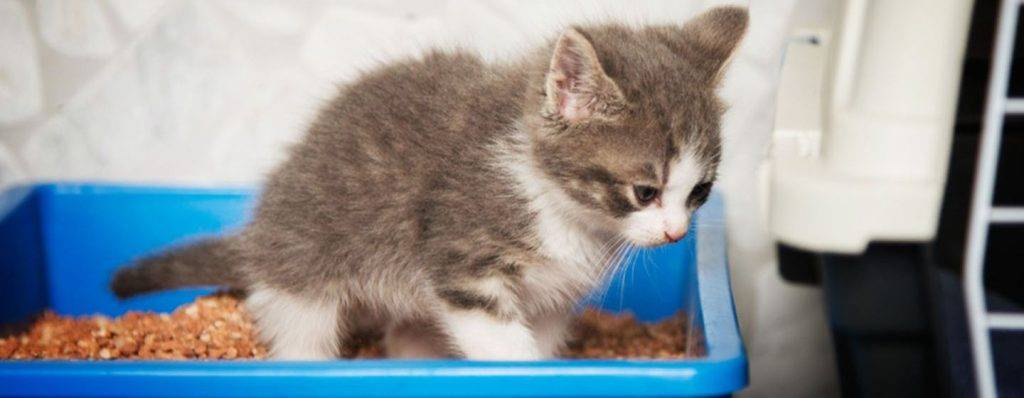 cuando empiezan a usar el arenero los gatos - Cómo enseñar a un gato a usar el arenero desde pequeño