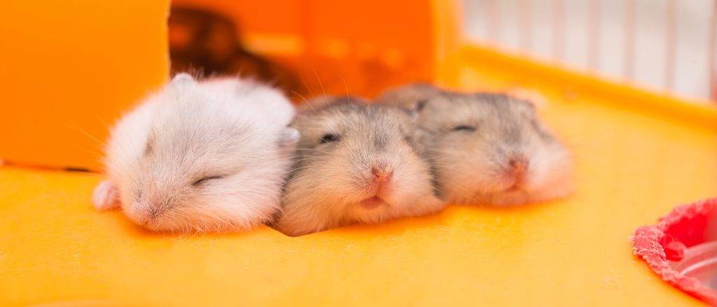 cuando hibernan los hamsters - Los hámsters realmente hibernan durante el invierno