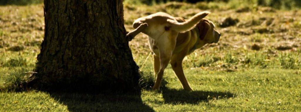 cuando levanta la pata un perro - Edad en que los perros levantan la pata para orinar