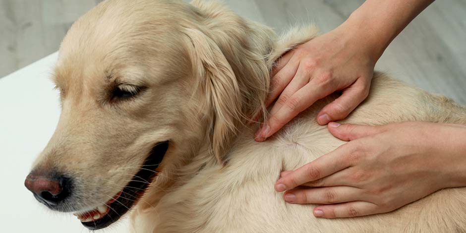 cuando puedo banar a mi perro despues de la pipeta - Cuándo bañar a mi perro después de aplicar la pipeta