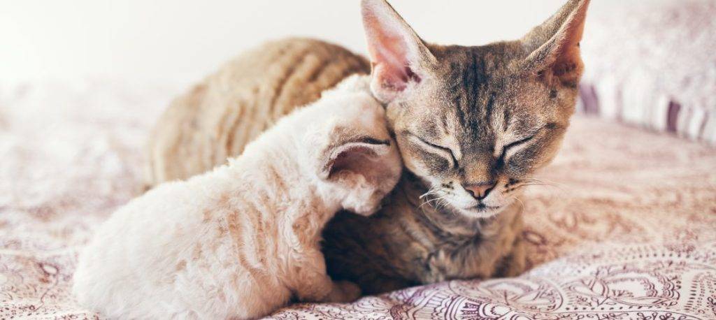 cuando se puede separar a un gato de su madre 1 - Cuándo es recomendable separar a los gatitos de su madre