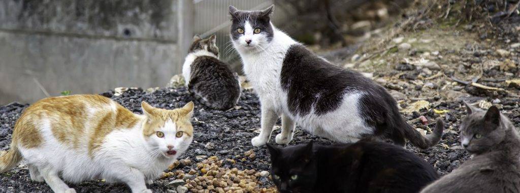 cuando un gato callejero te elige - Significado espiritual de un gato callejero en casa