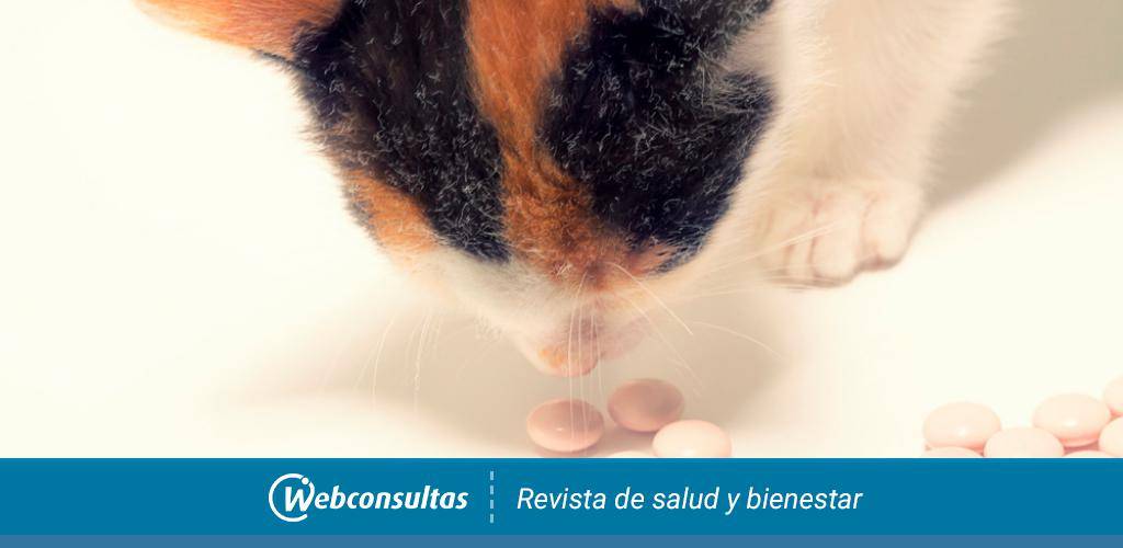 cuantas aspirinas matan a un gato 1 - Cuáles medicamentos son venenosos para los gatos