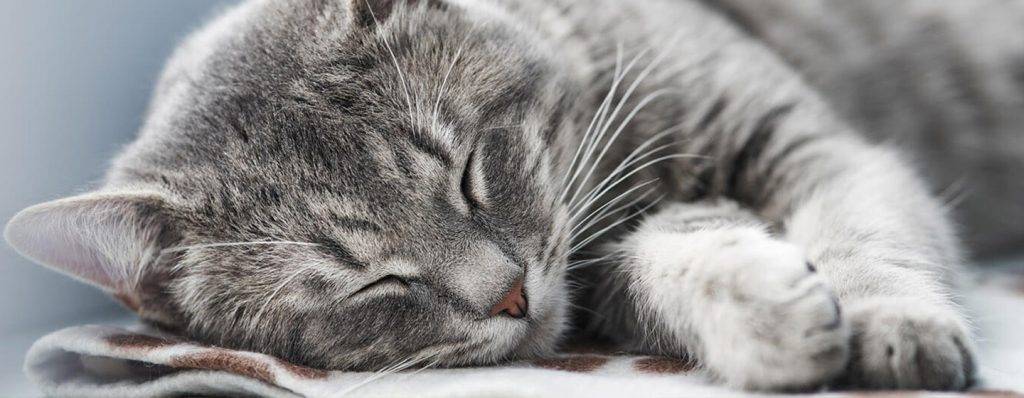 cuantas horas duerme un gato de 2 meses 1 - Cuántas horas duerme un gato de 2 a 4 meses al día