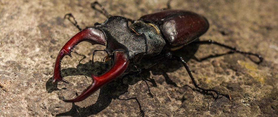 cuantas patas tiene un escarabajo - Cuántas patas tiene un escarabajo