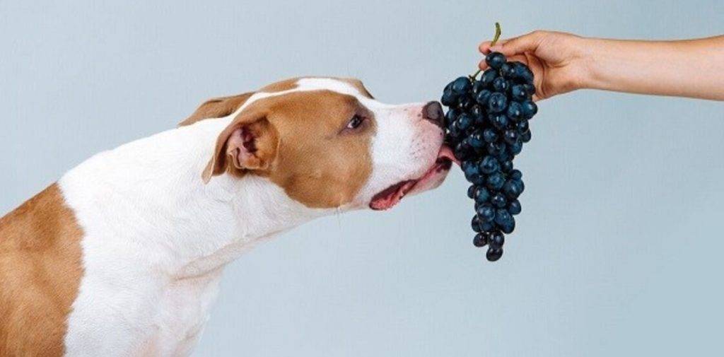 cuantas uvas puede comer un perro 1 - Es seguro que los perros coman uvas sin semillas