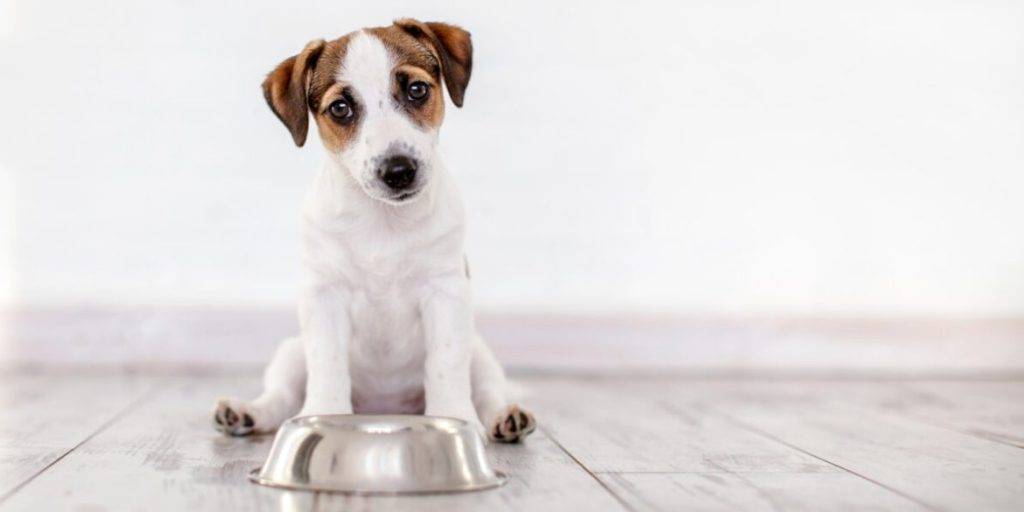 cuantas veces come un cachorro chihuahua al dia - Cuál es la cantidad adecuada de comida diaria para un chihuahua