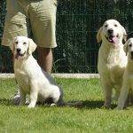 Cuánto debe comer un Golden Retriever al día