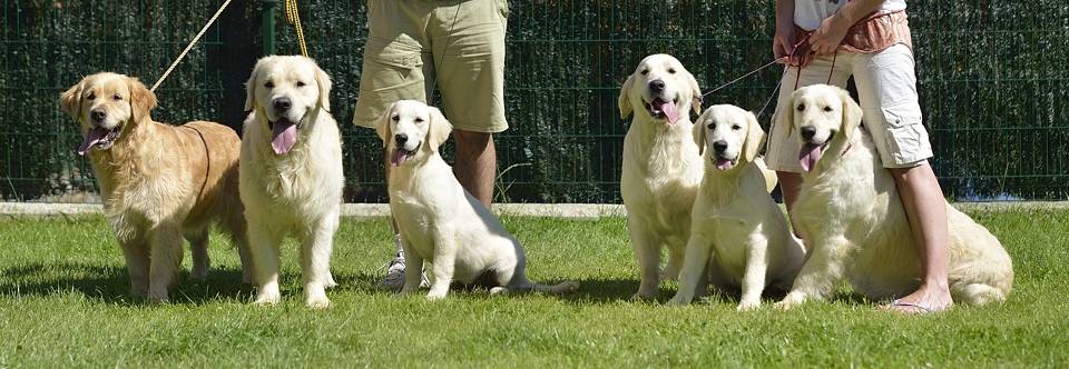 cuanto come un golden retriever - Cuánto debe comer un Golden Retriever al día