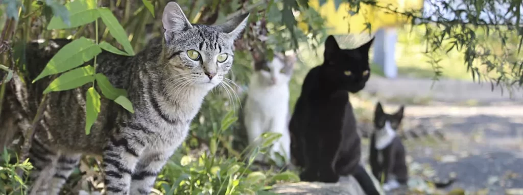 cuanto cuesta sacrificar a un gato en espana - Cuánto cuesta la eutanasia para gatos en España