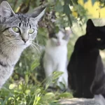 Cuánto cuesta la eutanasia para gatos en España