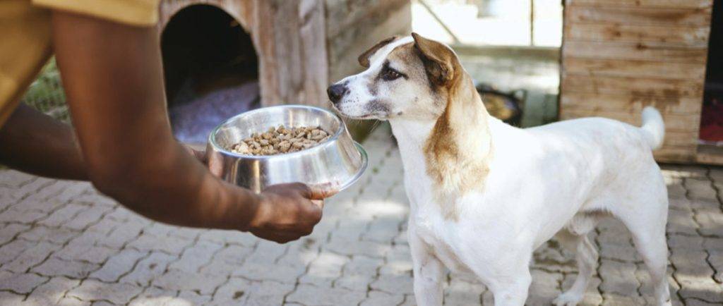 cuanto dura el pienso una vez abierto - Cómo conservar un saco de pienso para perros correctamente