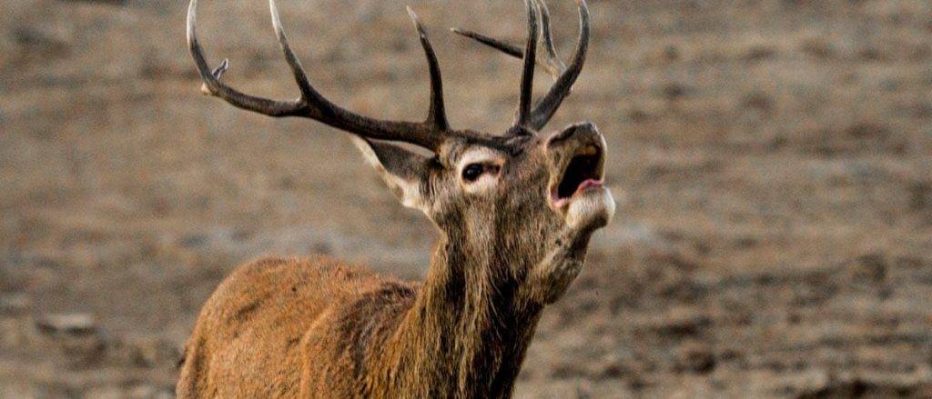 cuanto dura la berrea - Durante cuánto tiempo tiene lugar la berrea del ciervo en España