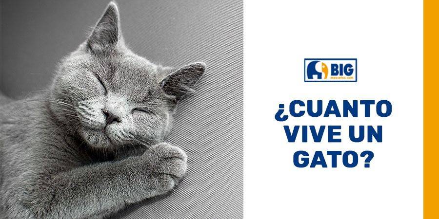 cuanto dura un gato callejero - Esperanza de vida en gatos callejeros vs. domésticos