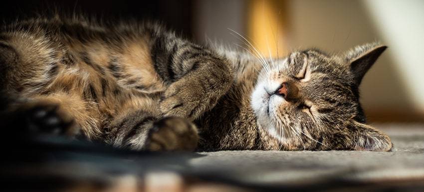 cuanto dura un gato con leucemia - Cuánto tiempo puede vivir un gato con leucemia felina