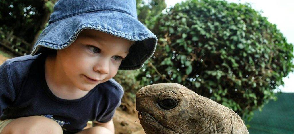 cuanto dura una tortuga de tierra - Cuánto tiempo pueden vivir las tortugas terrestres y marinas