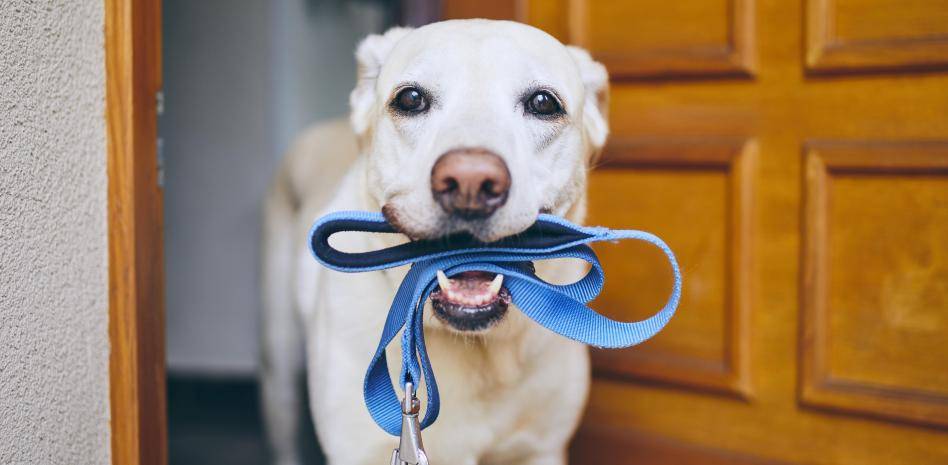 cuanto esperar para sacar al perro despues de comer - Es mejor pasear al perro antes o después de comer