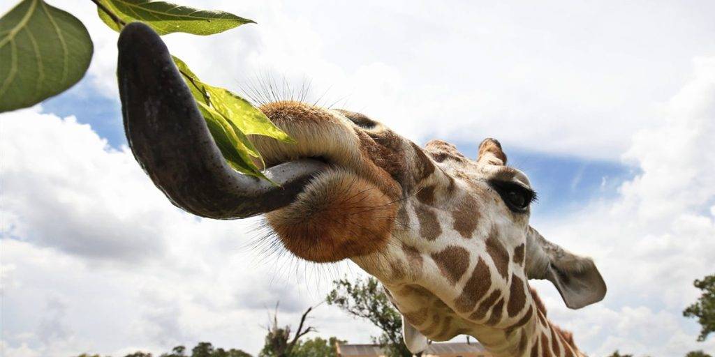 cuanto mide la lengua de una jirafa - Curiosidades sobre la lengua de jirafas: ¡Descúbrelas!