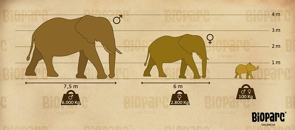 cuanto pesa el elefante - Cuánto pesa un elefante africano adulto y un recién nacido